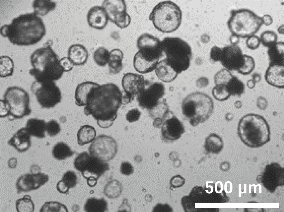 Organoid Recovery using VitroGel Organoid Recovery Solution