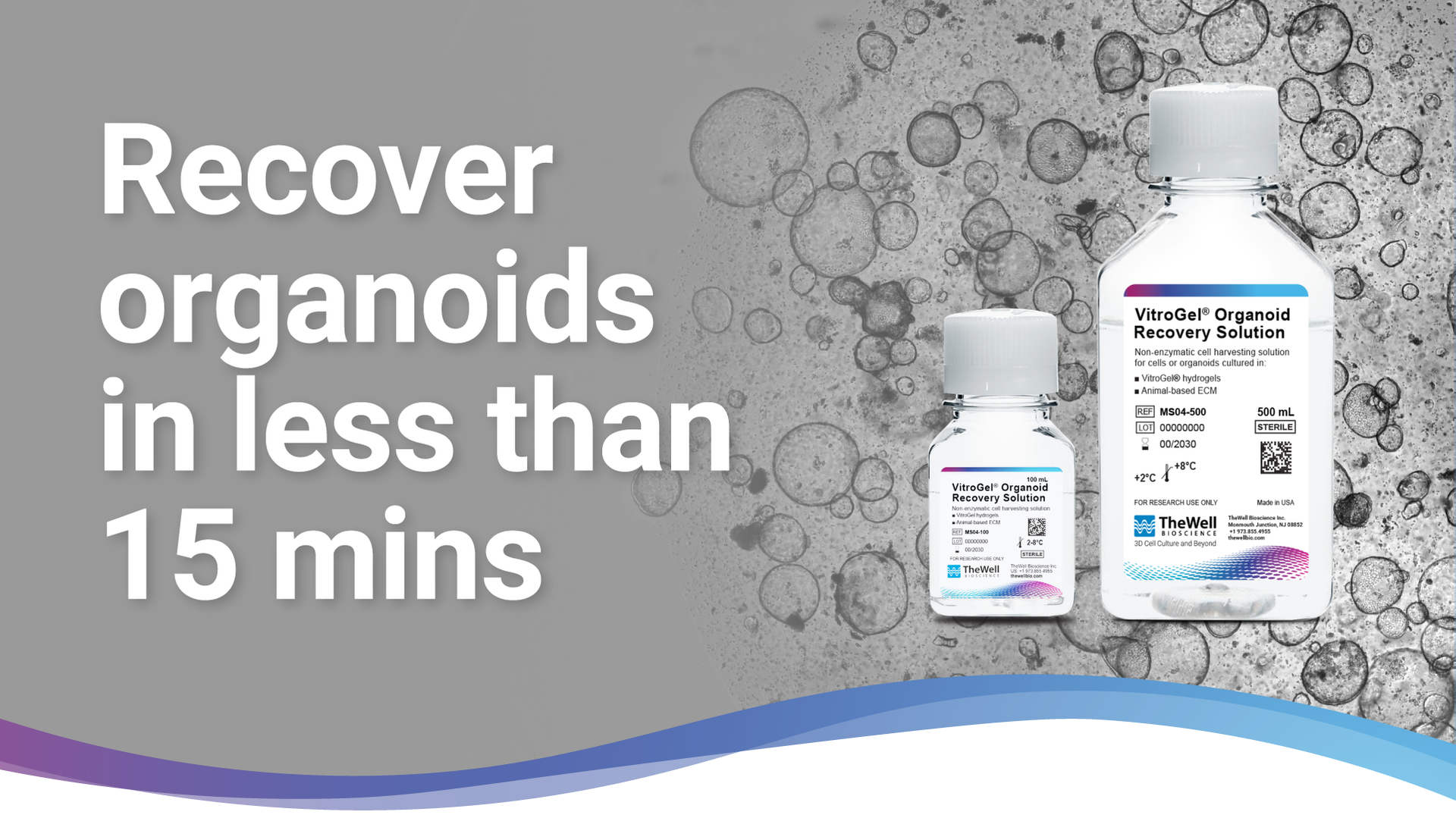 Recover Organoids in Less than 15 mins