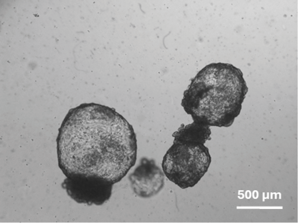 Organoid Recovery using VitroGel Organoid Recovery Solution